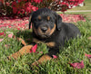Rottweiler For Sale Beach City OH Female-Daisy