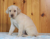 AKC Registered Labrador Retriever For Sale Fredericksburg, OH Male- Mischief