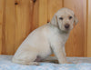 AKC Registered Labrador Retriever For Sale Fredericksburg, OH Male- Mischief