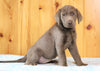 AKC Registered Silver Labrador Retriever For Sale Fredericksburg, OH Female- Lilac