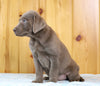 AKC Registered Silver Labrador Retriever For Sale Fredericksburg, OH Male- Cody