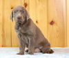 AKC Registered Silver Labrador Retriever For Sale Fredericksburg, OH Male- Cody