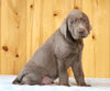 AKC Registered Silver Labrador Retriever For Sale Fredericksburg, OH Male- Cody