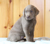 AKC Registered Silver Labrador Retriever For Sale Fredericksburg, OH Female- Cupcake