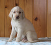 AKC Registered Labrador Retriever For Sale Fredericksburg, OH Male- Buddy
