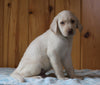 AKC Registered Labrador Retriever For Sale Fredericksburg, OH Male- Buddy