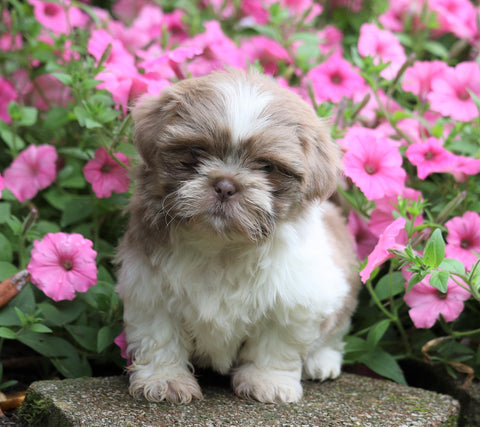 Shih Tzu For Sale Millersburg, OH Male- Tez