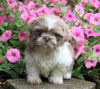 Shih Tzu For Sale Millersburg, OH Male- Tez
