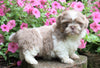 Shih Tzu For Sale Millersburg, OH Male- Tez