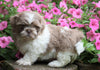Shih Tzu For Sale Millersburg, OH Male- Tez