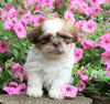 Shih Tzu For Sale Millersburg, OH Male- Dewey