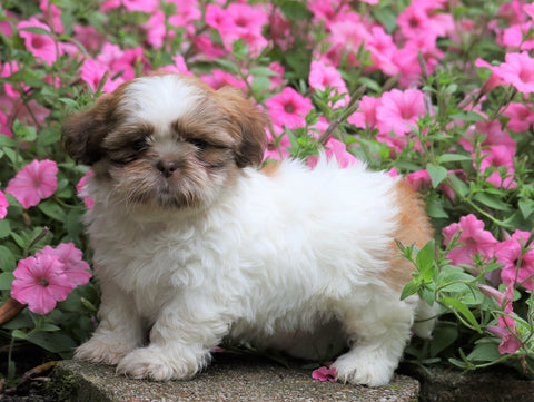 Shih Tzu For Sale Millersburg, OH Male- Dewey
