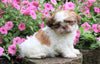 Shih Tzu For Sale Millersburg, OH Male- Dewey
