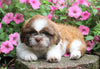 Shih Tzu For Sale Millersburg, OH Male- Alex