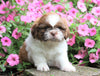 Shih Tzu For Sale Millersburg, OH Male- Alex