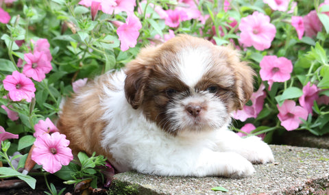 Shih Tzu For Sale Millersburg, OH Male- Alex