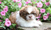 Shih Tzu For Sale Millersburg, OH Male- Alex
