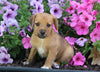 Jack-a-poo For Sale Millersburg, OH Female- Spice
