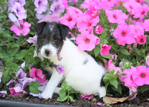 Jack-a-poo For Sale Millersburg, OH Female- Sugar