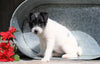 Jack-a-poo For Sale Millersburg, OH Female- Sugar
