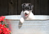 Jack-a-poo For Sale Millersburg, OH Female- Sugar
