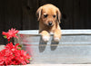 Jack-a-poo For Sale Millersburg, OH Female- Spice