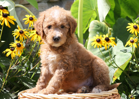 F1B Mini Goldendoodle For Sale Baltic, OH Female- Twinkle
