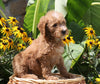 F1B Mini Goldendoodle For Sale Baltic, OH Female- Twinkle