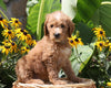 F1B Mini Goldendoodle For Sale Baltic, OH Female- Twinkle