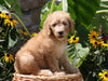 F1B Mini Goldendoodle For Sale Baltic, OH Female- Tootsie