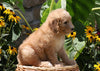 F1B Mini Goldendoodle For Sale Baltic, OH Female- Tootsie