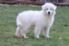 Samoyed Puppy For Sale Fredericksburg, OH Male- Quilo