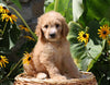 F1B Mini Goldendoodle For Sale Baltic, OH Female- Dixie