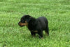 Rottweiler For Sale Danville, OH Female- Aspen