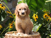 F1B Mini Goldendoodle For Sale Baltic, OH Female- Dixie