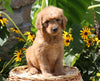 F1B Mini Goldendoodle For Sale Baltic, OH Male- Tucker