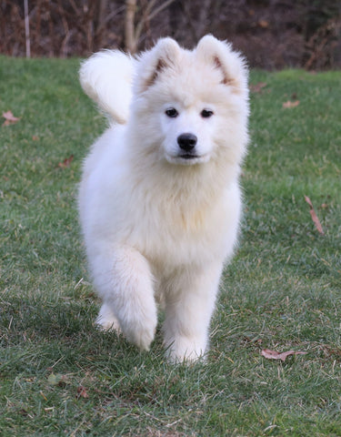 Samoyed Puppy For Sale Fredericksburg, OH Male- Dakota
