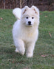 Samoyed Puppy For Sale Fredericksburg, OH Male- Dakota