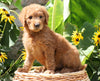 F1B Mini Goldendoodle For Sale Baltic, OH Female- Kenzi