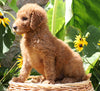 F1B Mini Goldendoodle For Sale Baltic, OH Female- Kenzi