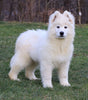 Samoyed Puppy For Sale Fredericksburg, OH Male- Dakota