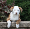 Australian Shepherd Mix For Sale Sugarcreek, OH Female- Patsy