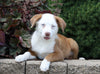 Australian Shepherd Mix For Sale Sugarcreek, OH Female- Patsy