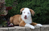 Australian Shepherd Mix For Sale Sugarcreek, OH Female- Patsy