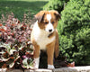 Australian Shepherd Mix For Sale Sugarcreek, OH Female- Molly