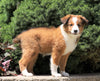 Australian Shepherd Mix For Sale Sugarcreek, OH Female- Molly