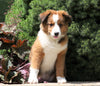 Australian Shepherd Mix For Sale Sugarcreek, OH Female- Molly