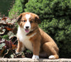 Australian Shepherd Mix For Sale Sugarcreek, OH Female- Molly