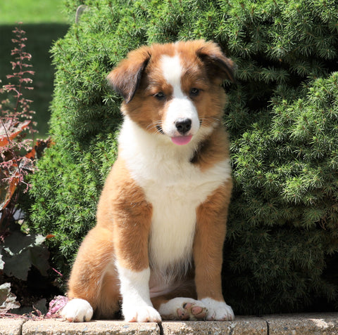 Australian Shepherd Mix For Sale Sugarcreek, OH Female- Molly