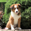 Australian Shepherd Mix For Sale Sugarcreek, OH Female- Molly